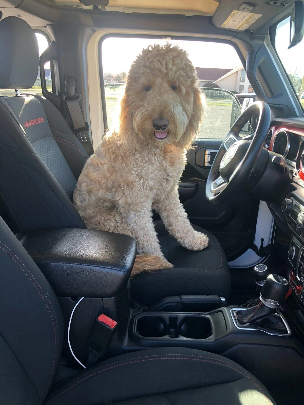 Jeep Gladiator Show me your furry Co-Pilots. 5FFBB01D-08C9-41DA-AA4B-978182FE1106