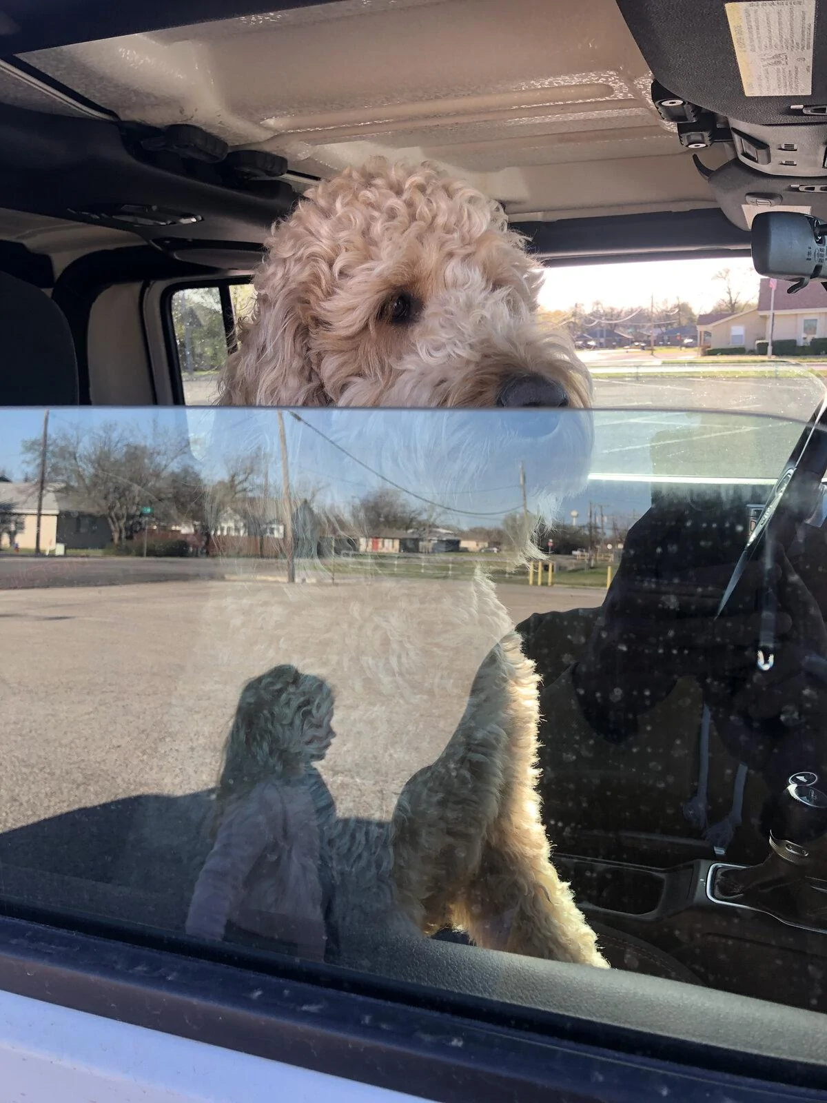 Jeep Gladiator Show me your furry Co-Pilots. 4DAAD4BE-81E7-4DDE-8D5E-C4D9D09BC131