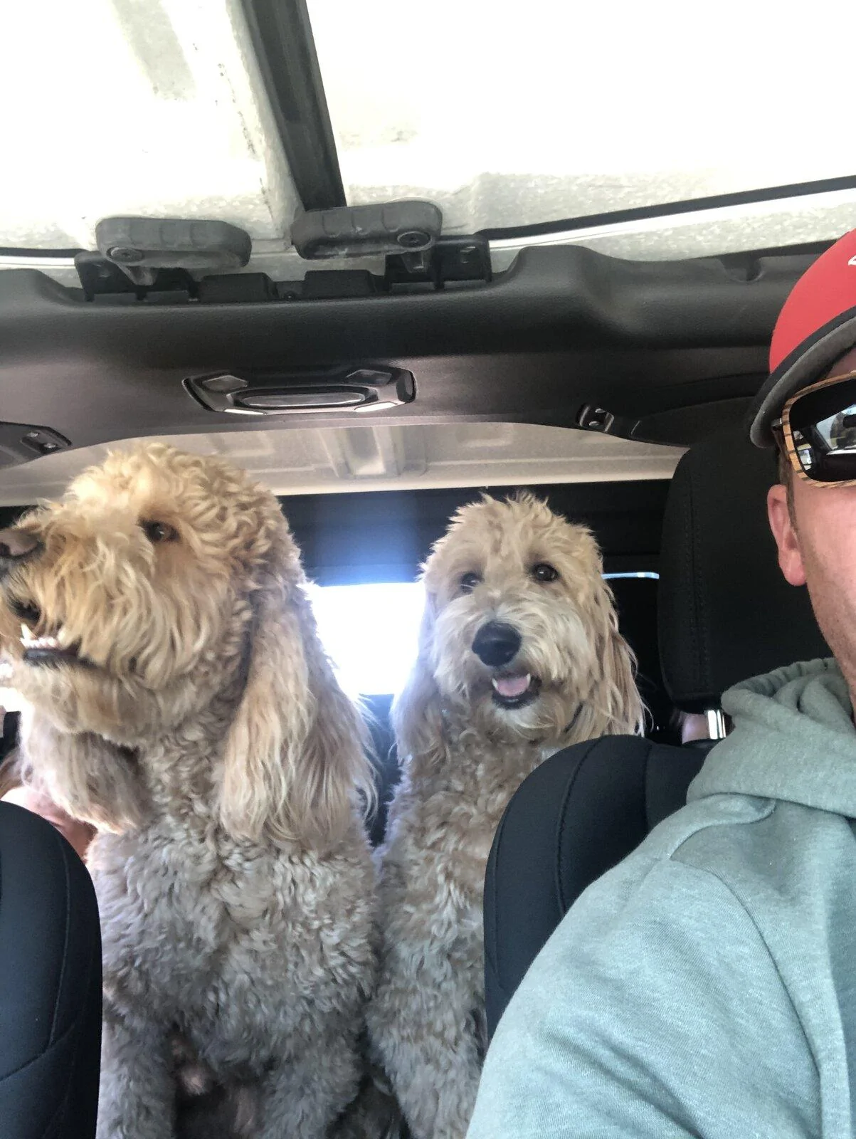 Jeep Gladiator Show me your furry Co-Pilots. 77411607-B2B6-417D-BEFD-99DBC68A0BEB