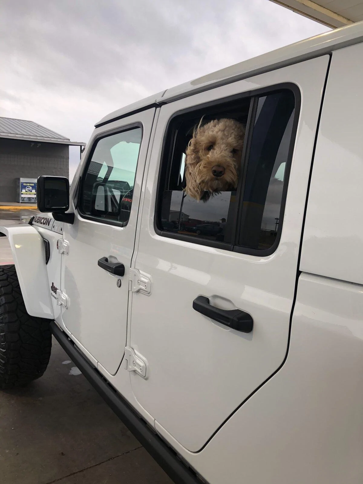 Jeep Gladiator Show me your furry Co-Pilots. B97EB0C4-A2C8-4C7E-9198-6A45D8DCB9F6