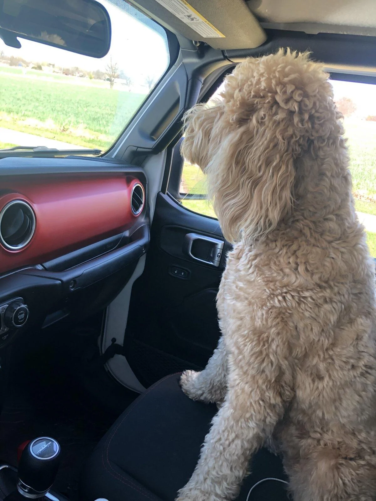 Jeep Gladiator Show me your furry Co-Pilots. E2854380-D512-4668-ACB5-B6395E03085F