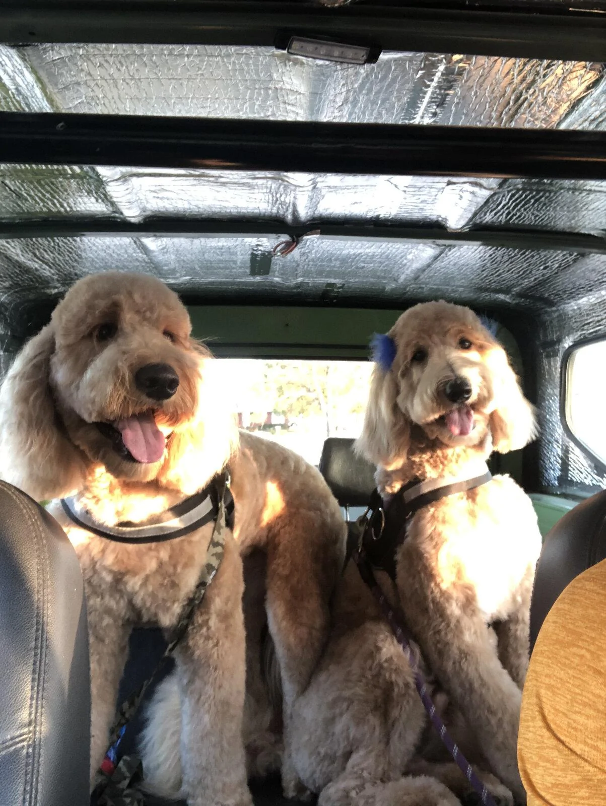 Jeep Gladiator Show me your furry Co-Pilots. 89E8EF83-9244-4E01-9E4F-BD7660376E65
