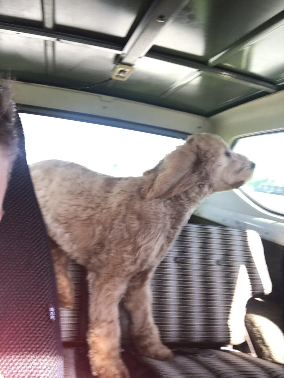 Jeep Gladiator Show me your furry Co-Pilots. B46AA2CB-13A8-4017-93A8-E192E7925ED0