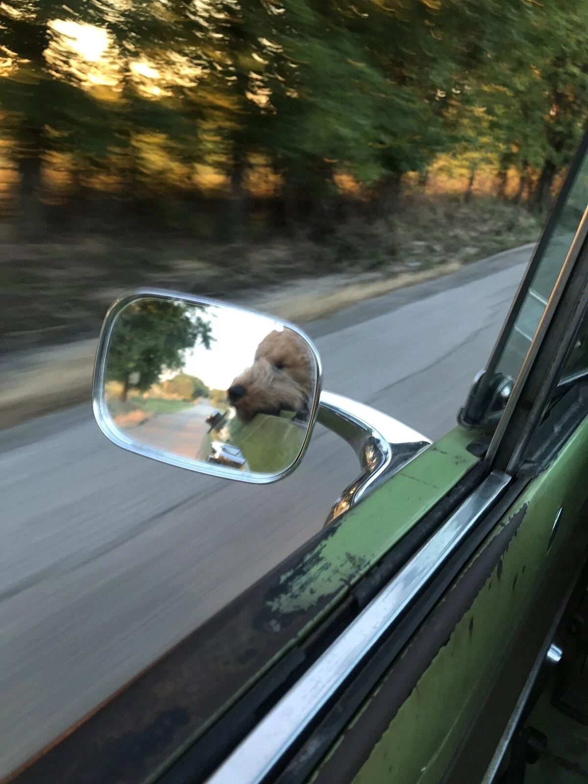 Jeep Gladiator Show me your furry Co-Pilots. 6A00900E-CD35-4531-A106-8262A8EDB46B