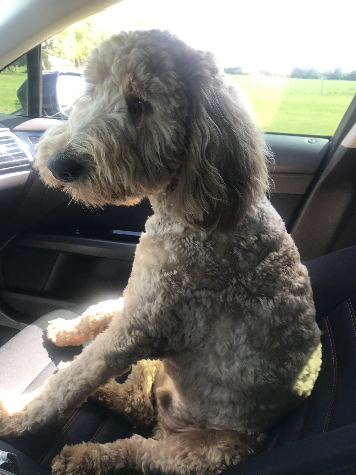 Jeep Gladiator Show me your furry Co-Pilots. 81C020F5-5FB2-42D3-80DE-85528735A317