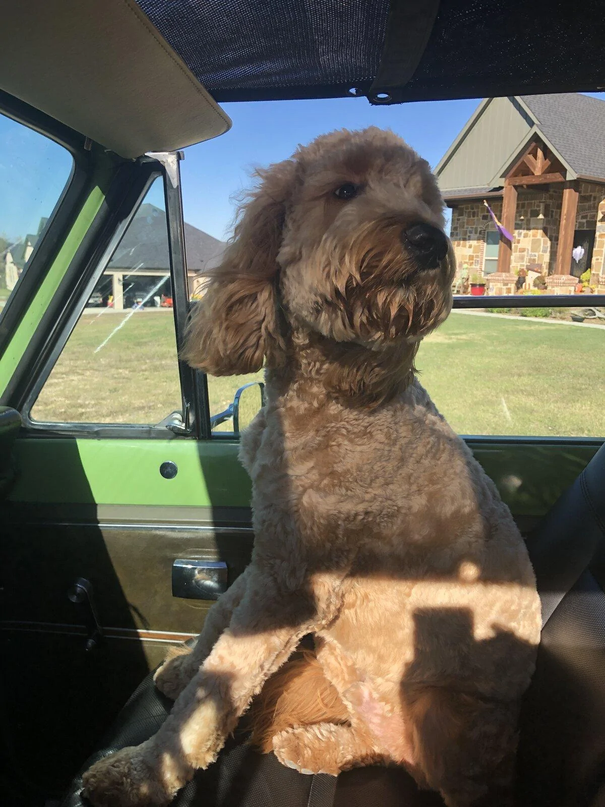 Jeep Gladiator Show me your furry Co-Pilots. BD0B9E4F-D1B1-4D7C-BC15-225D6CB1C837