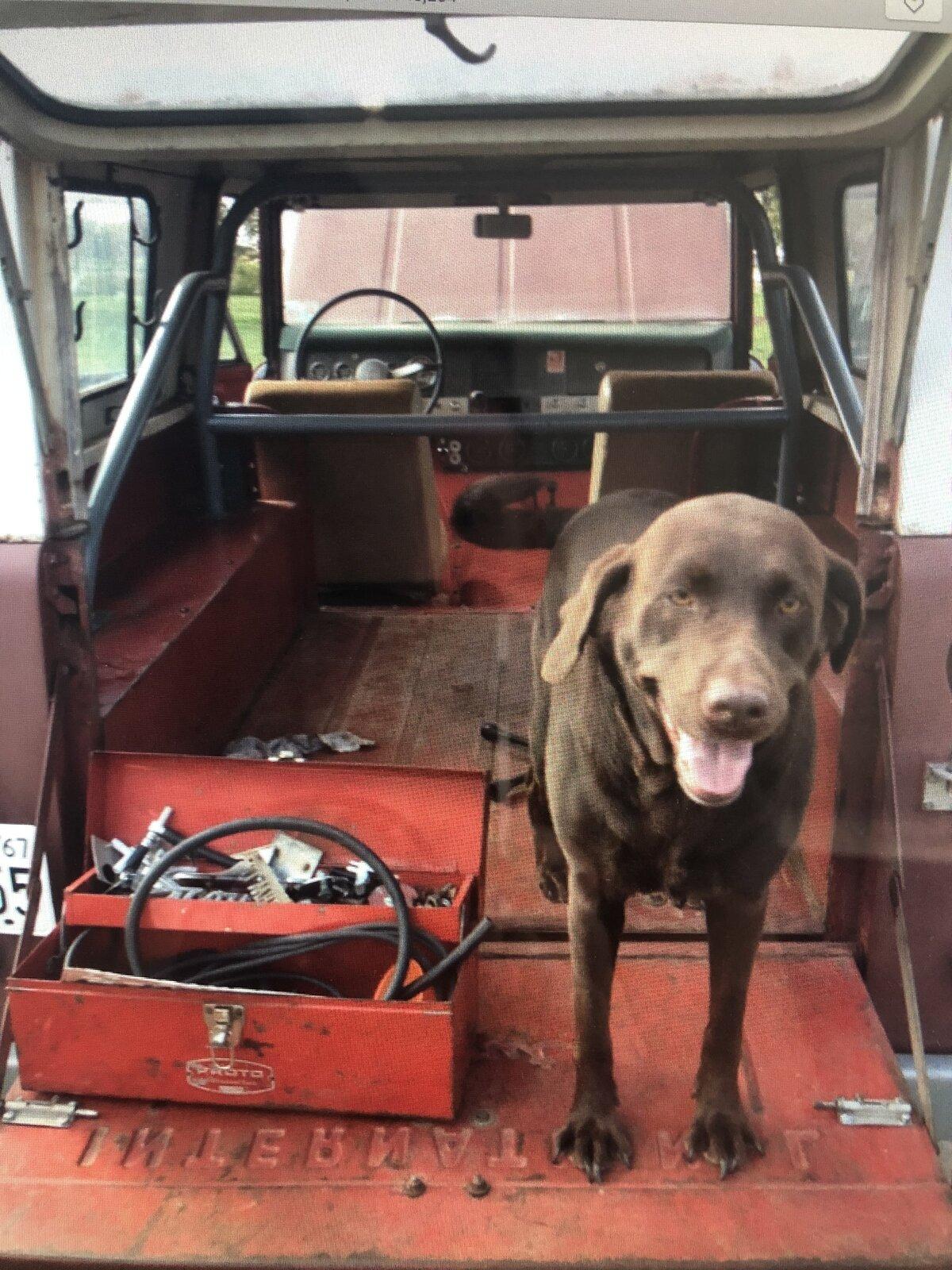 Jeep Gladiator Show me your furry Co-Pilots. D947C389-D7C0-43BB-94F1-4F2A7477A444
