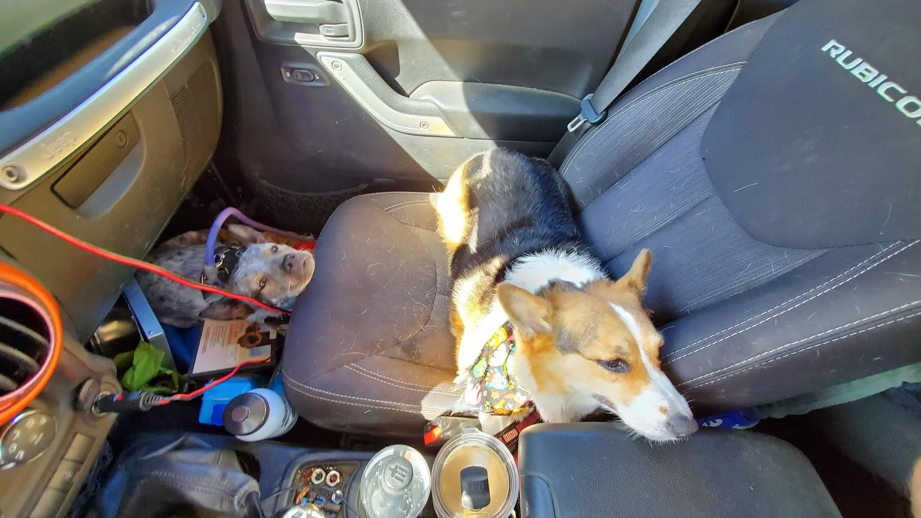 Jeep Gladiator Show me your furry Co-Pilots. poNoeT-8y_V49EB2db1jMciY=w1794-h1009-no?authuser=0