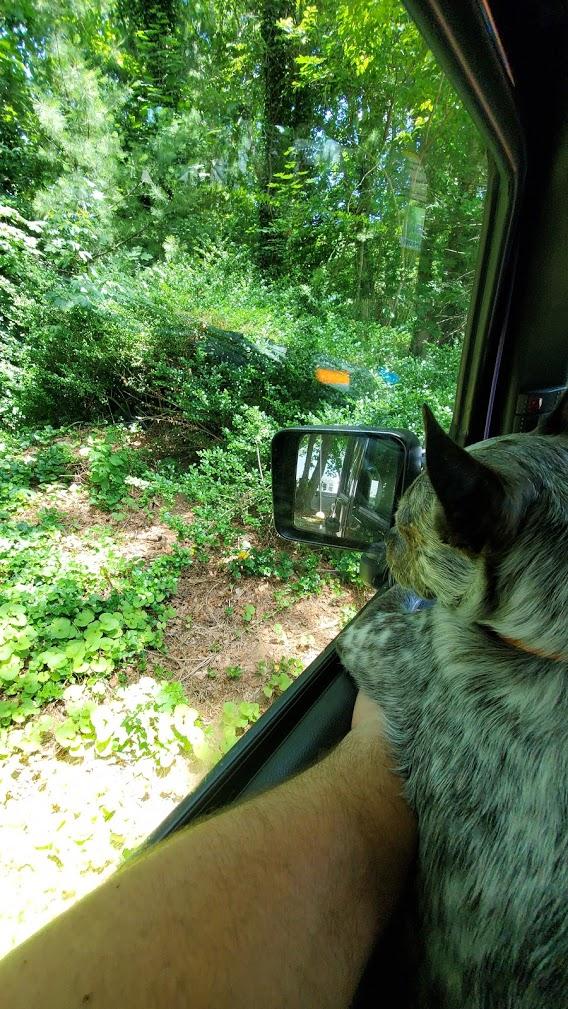 Jeep Gladiator Show me your furry Co-Pilots. LvC7mpS9zA7x_QuLSuV0kCo-Q=w568-h1009-no?authuser=0