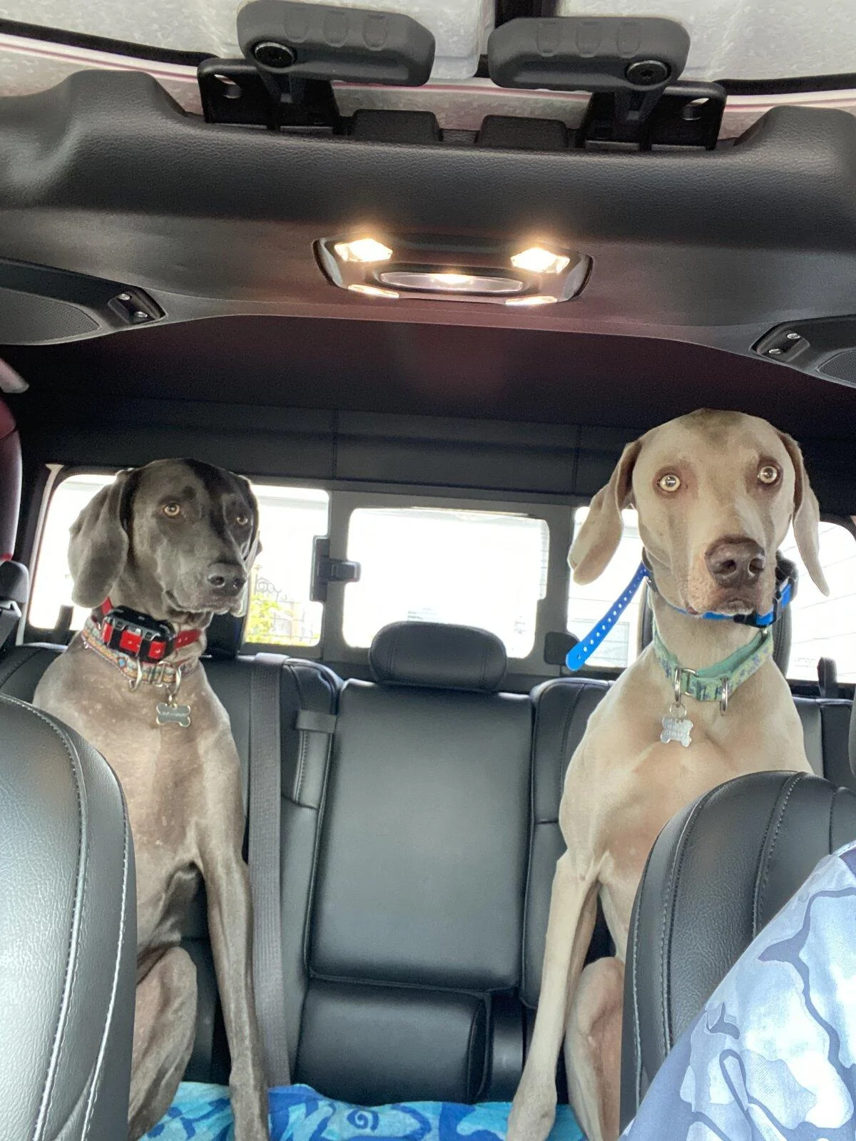 Jeep Gladiator Show me your furry Co-Pilots. A28D219C-C327-4E6C-88A3-AB7BBE5D5D86
