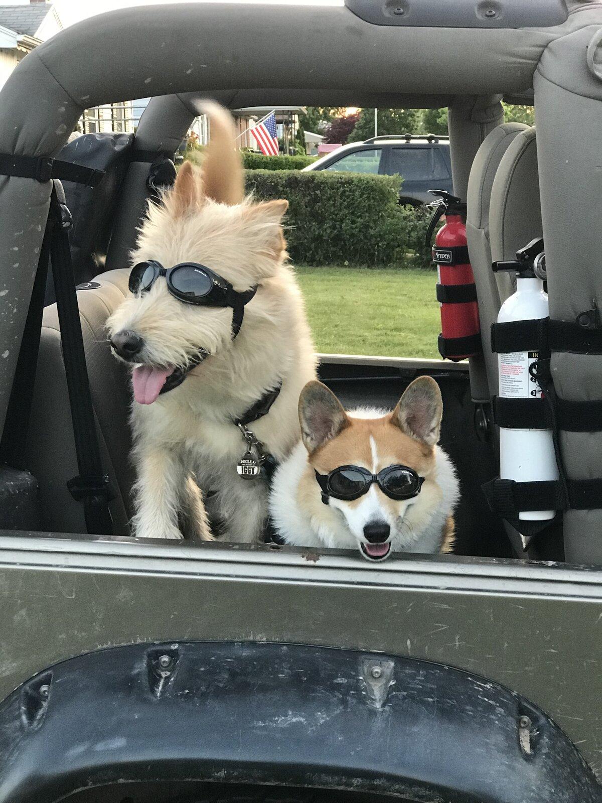 Jeep Gladiator Show me your furry Co-Pilots. 52677227-8165-4C04-9DF3-7883BBF15152