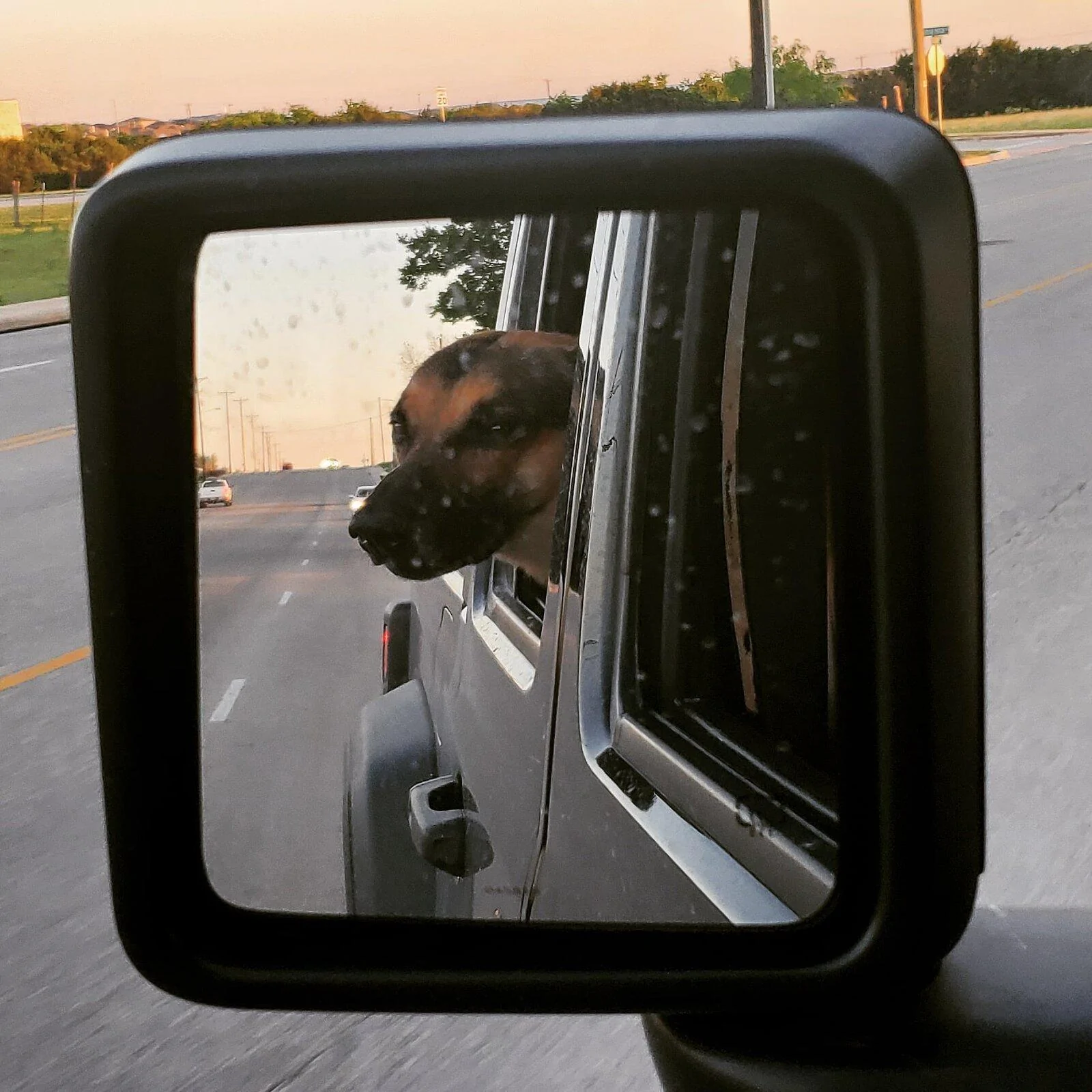 Jeep Gladiator Show me your furry Co-Pilots. IMG_20210507_175735_820