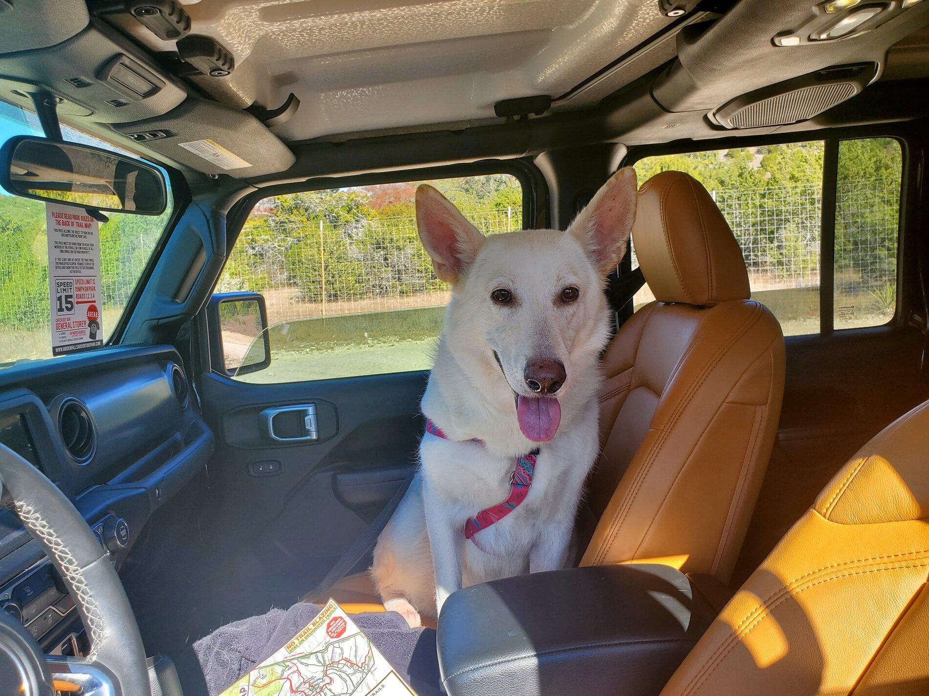 Jeep Gladiator Show me your furry Co-Pilots. 20201212_124535