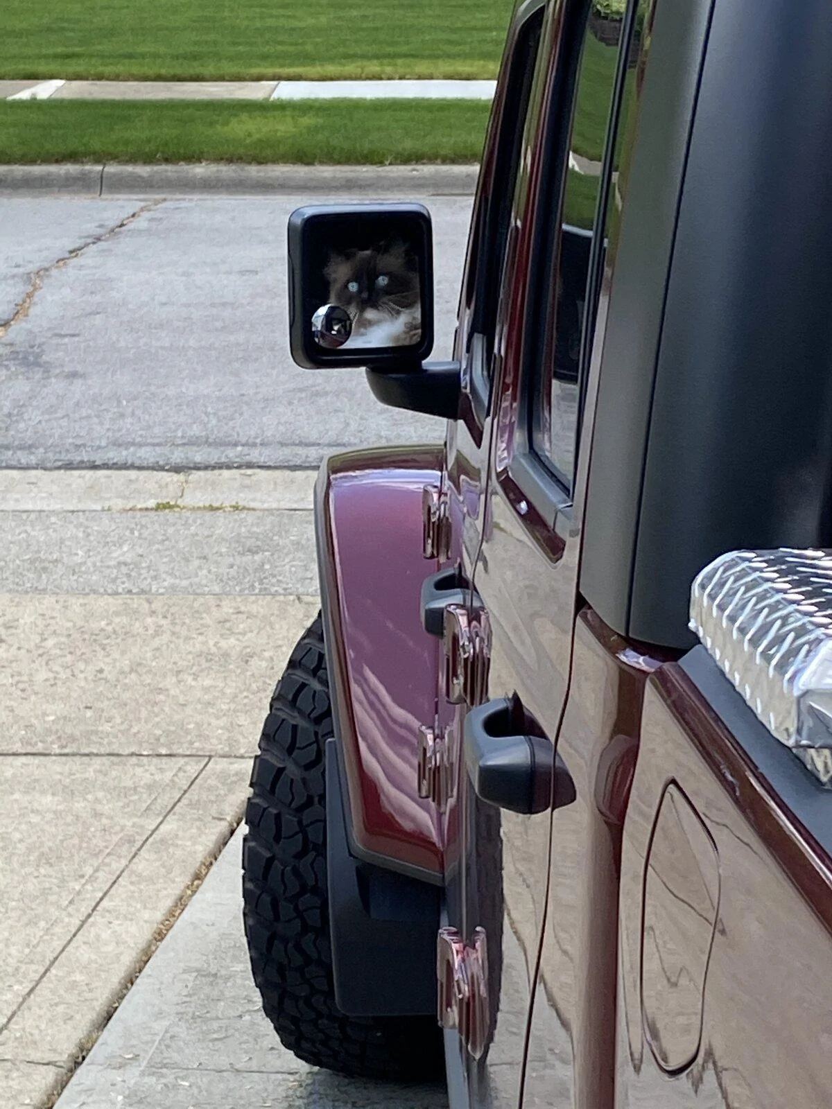 Jeep Gladiator Show me your furry Co-Pilots. tempImageiQS1HH