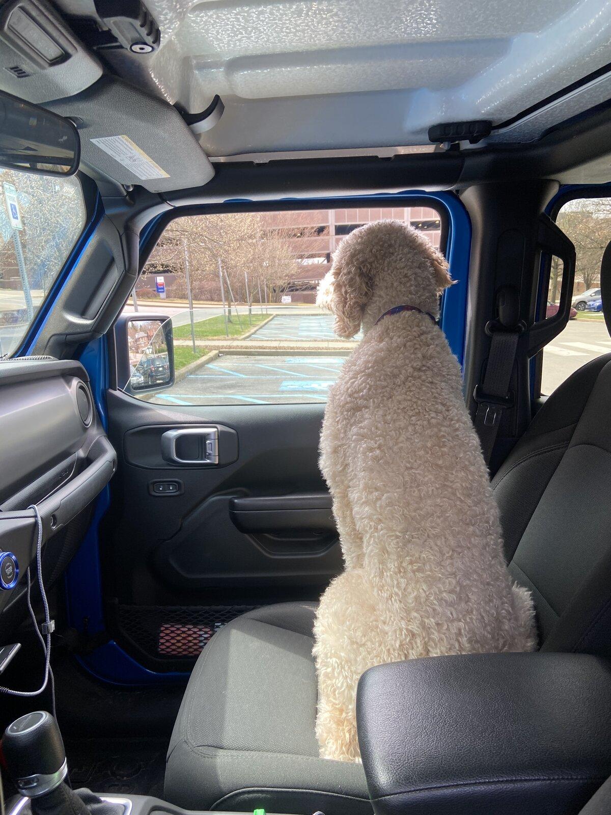 Jeep Gladiator Show me your furry Co-Pilots. 7CB2E4A4-789C-4820-9C62-683CD7E3F6F5