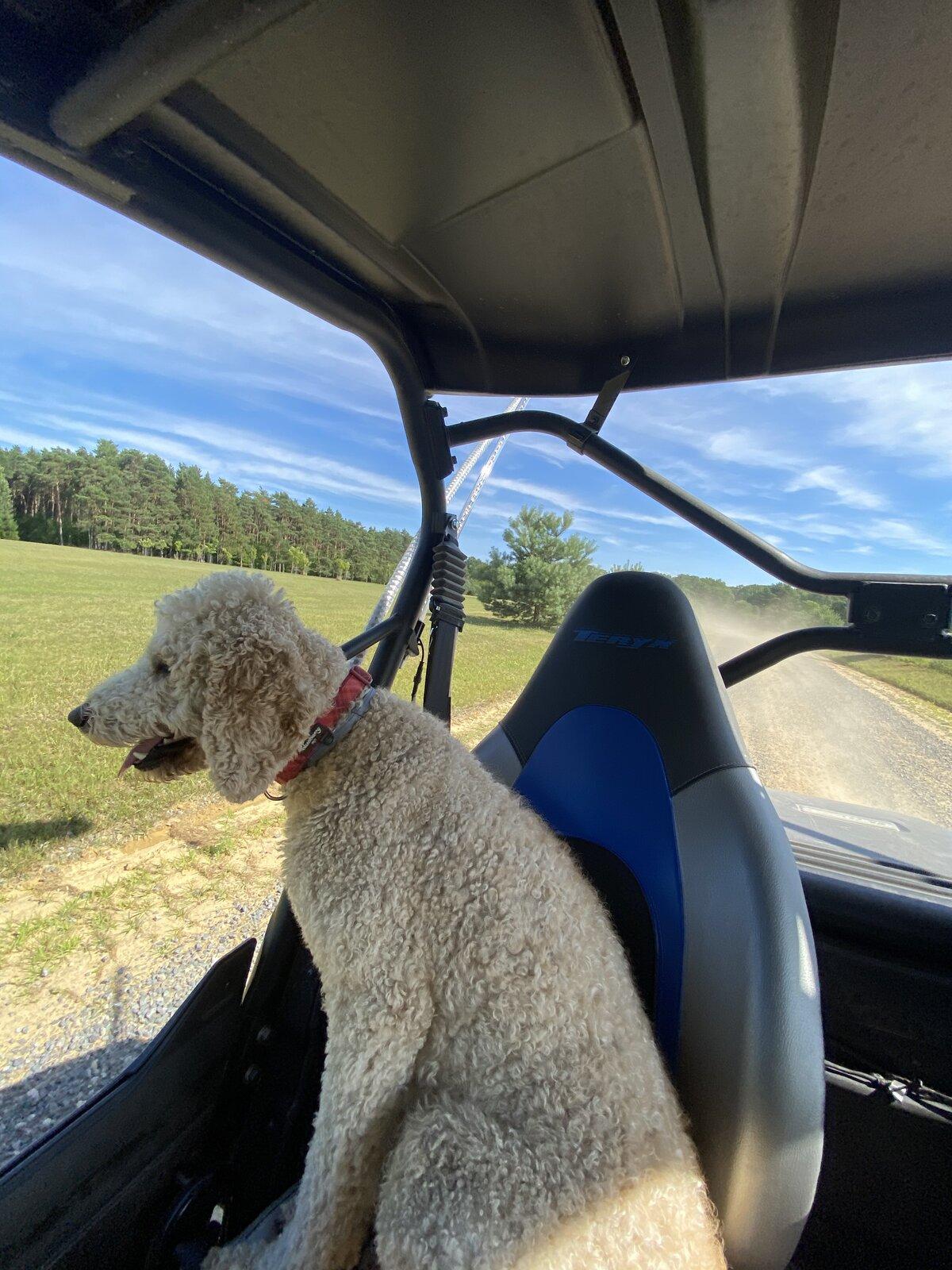 Jeep Gladiator Show me your furry Co-Pilots. 9E83EDA3-9BE7-4DA7-B86A-03F3C3A41F6E