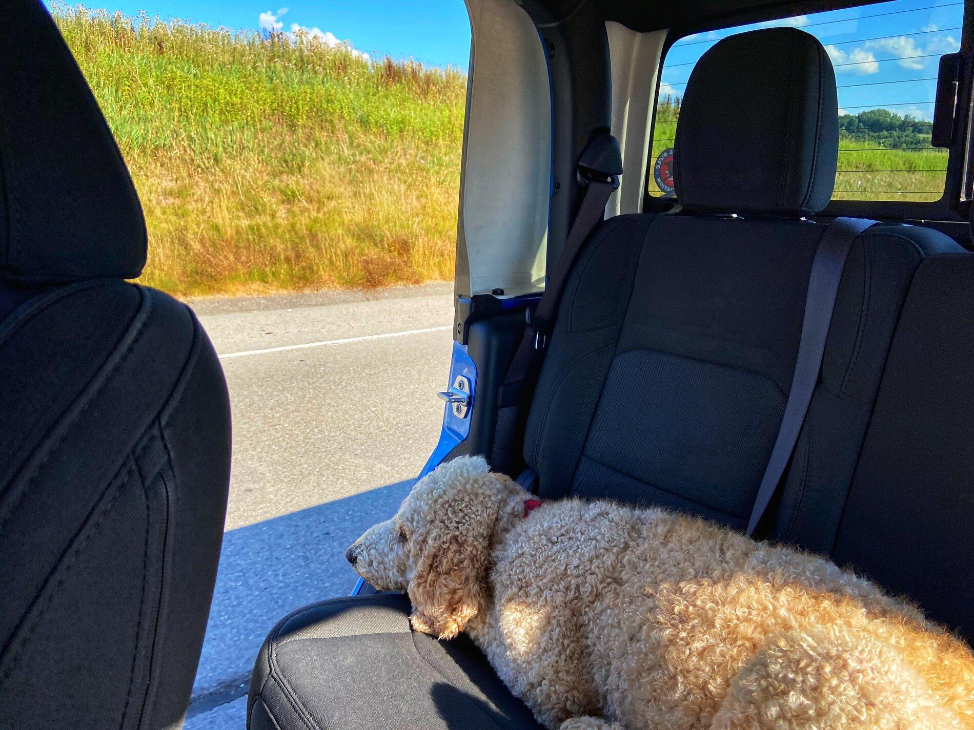 Jeep Gladiator Show me your furry Co-Pilots. 1F4D3958-734B-4A8C-9044-3A1876E7B00B
