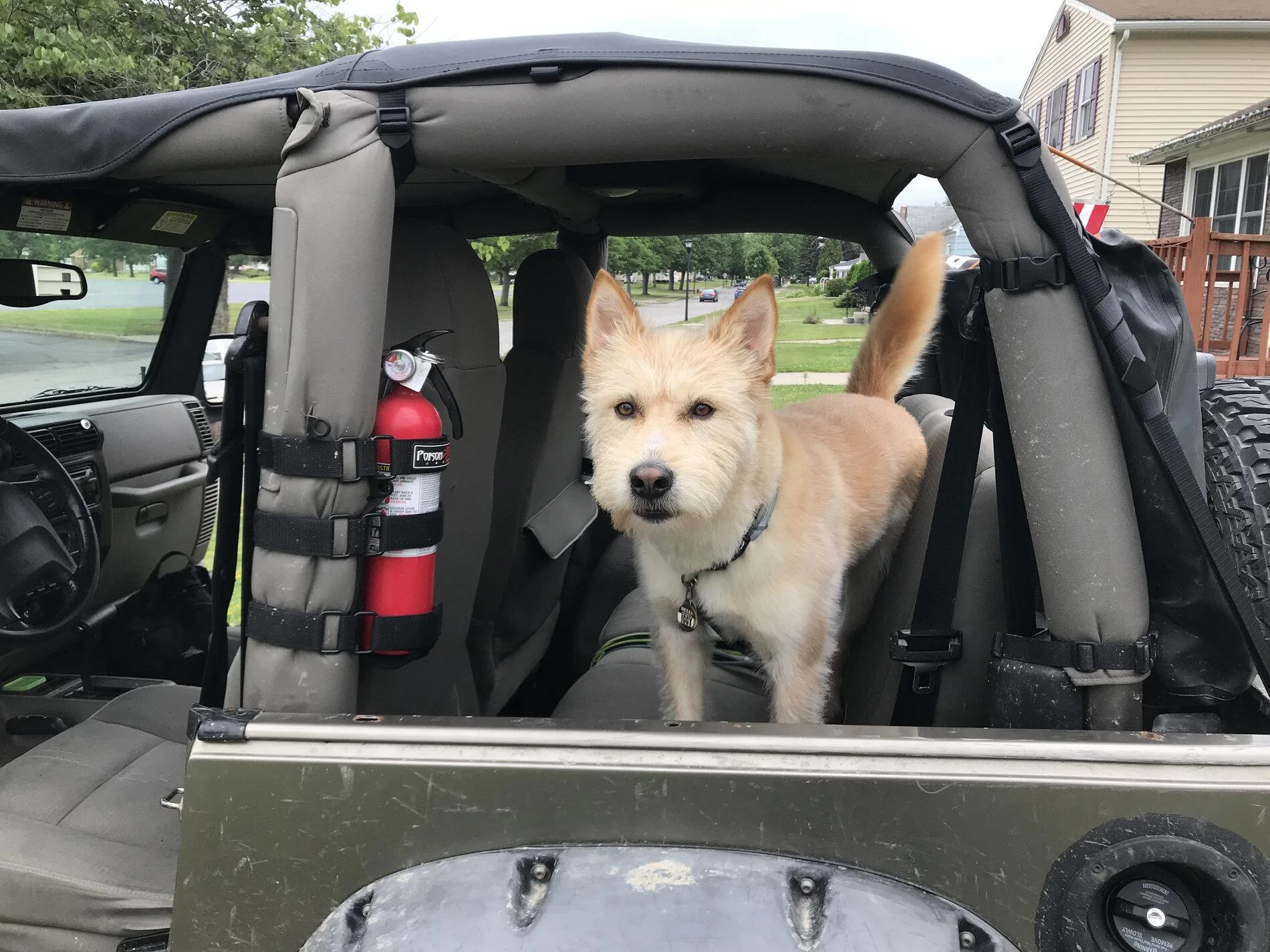 Jeep Gladiator Show me your furry Co-Pilots. 42809053-37E4-4BAC-8E1C-01566BA2DD34