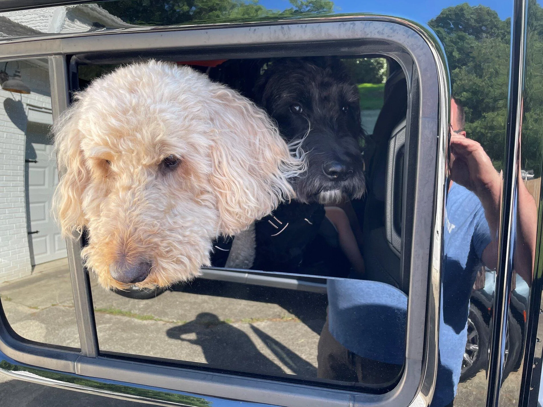 Jeep Gladiator Show me your furry Co-Pilots. JT2021Pups