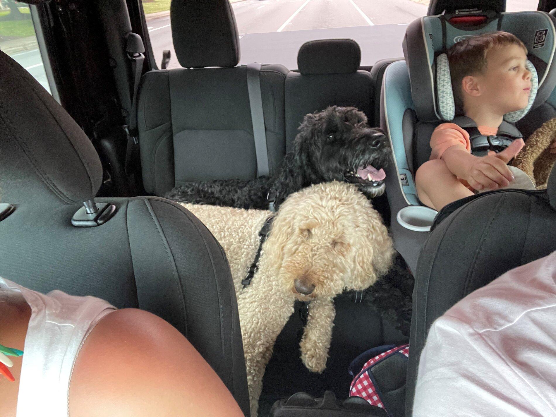 Jeep Gladiator Show me your furry Co-Pilots. JTTruckpupschill