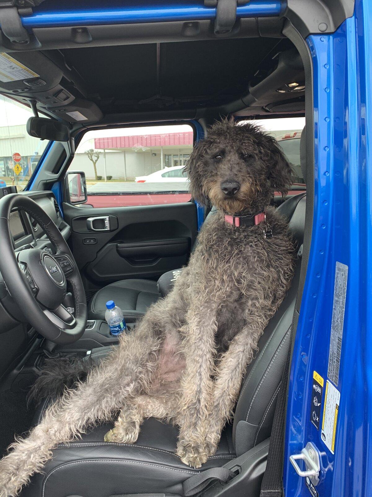 Jeep Gladiator Show me your furry Co-Pilots. EABDDA27-09F8-43D0-A4CA-A50431FB06B9