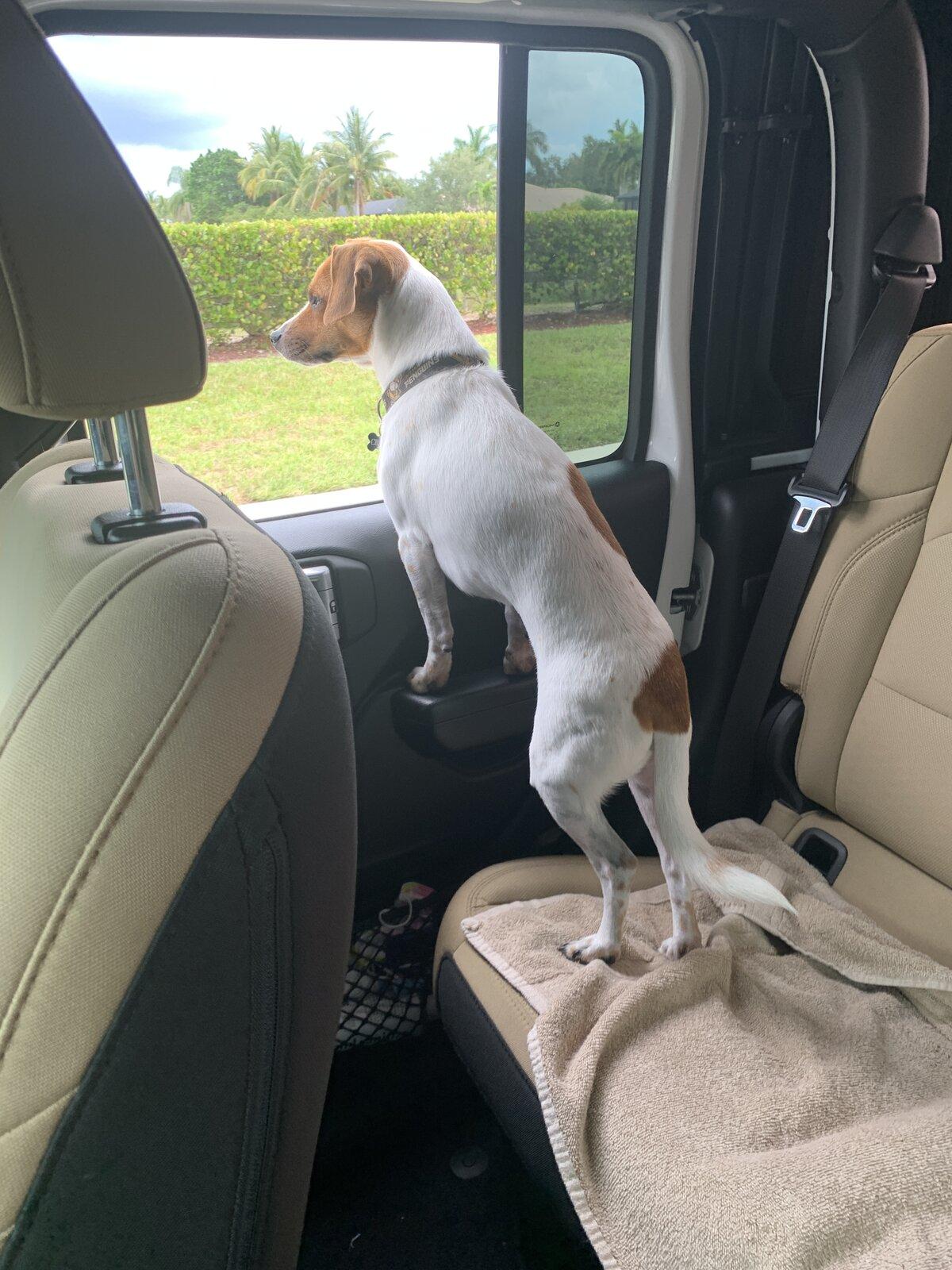 Jeep Gladiator Show me your furry Co-Pilots. CA781B56-9672-405E-89AD-FD1B0BCB622A