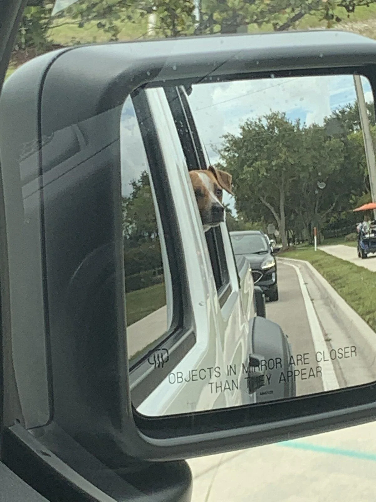 Jeep Gladiator Show me your furry Co-Pilots. DAAFB244-B3B2-4019-938E-DA81621D4D8D