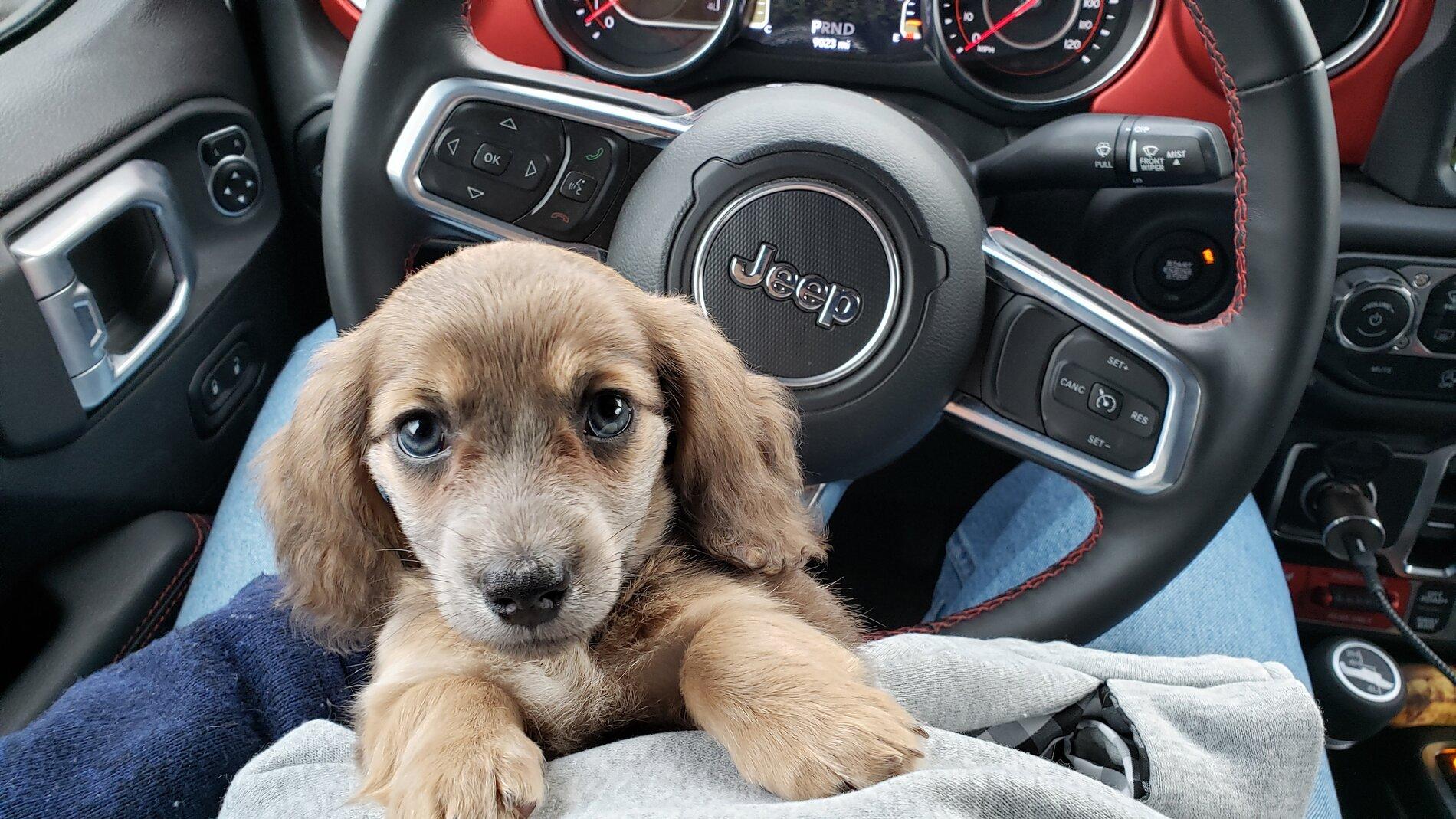 Jeep Gladiator Glad(iator) Dogs! Let's see 'em! 20210514_190309