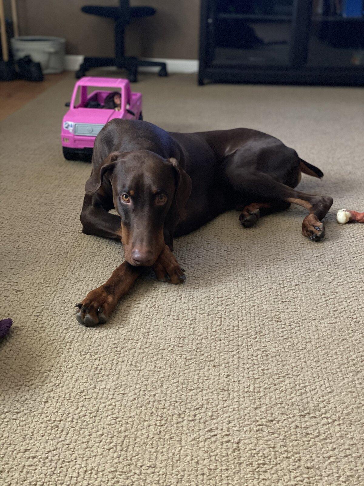 Jeep Gladiator Modify Back Doors to Make More Dog Friendly 36C0DE80-4C24-47E6-8BE2-ECFBBF84987C