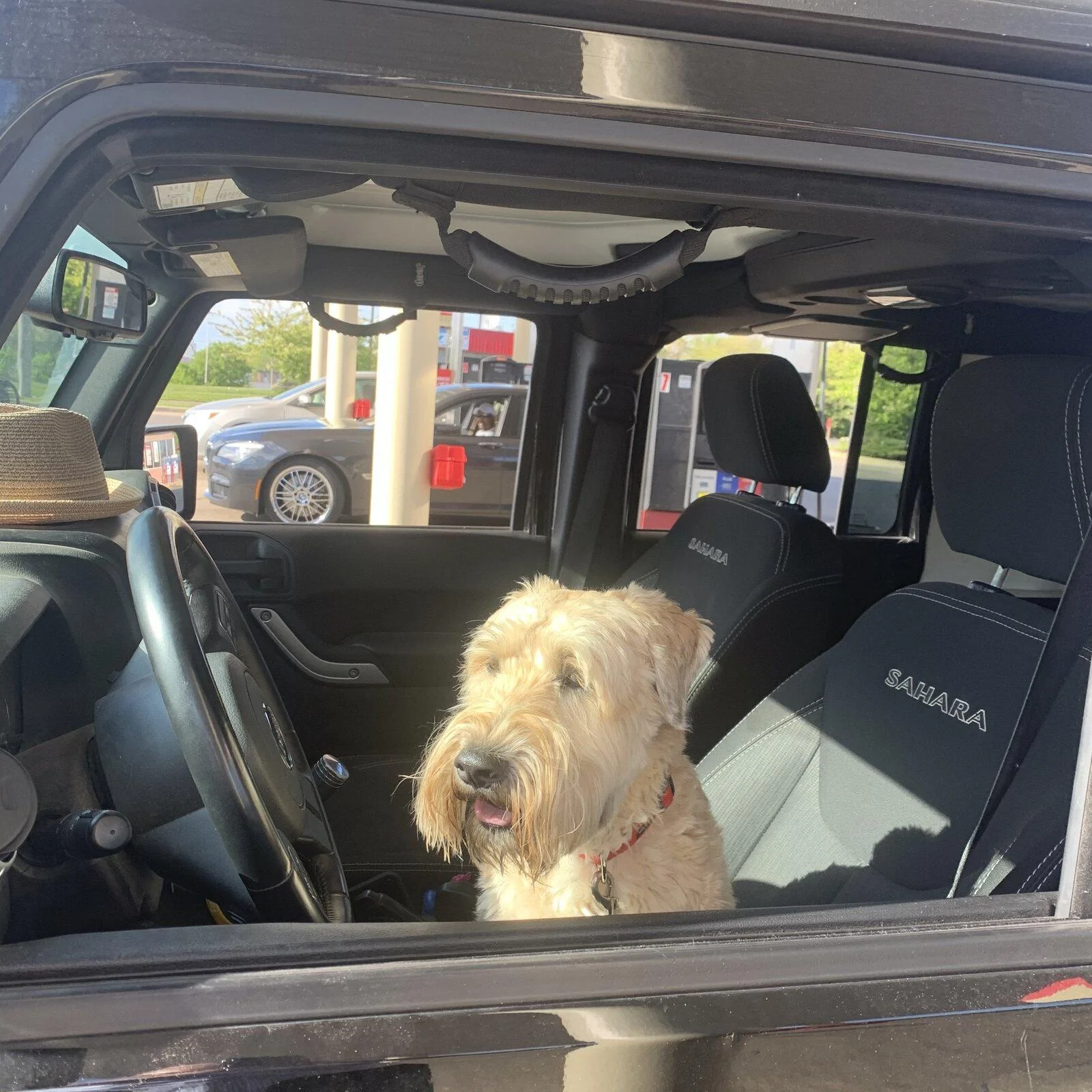 Jeep Gladiator Show me your furry Co-Pilots. 3FEF414B-51B6-4BC7-AE45-C9B4B0EC7038