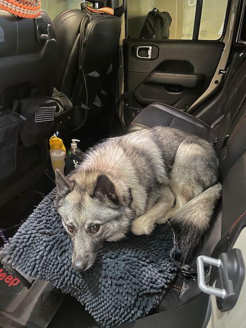 Jeep Gladiator Show me your furry Co-Pilots. 64308292682__DF168290-E2CF-4D6F-9E70-33677514128A
