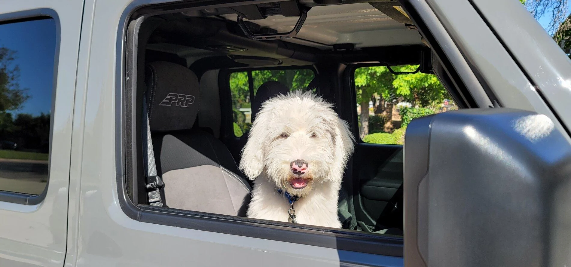 Jeep Gladiator Show me your furry Co-Pilots. 20210515_164950