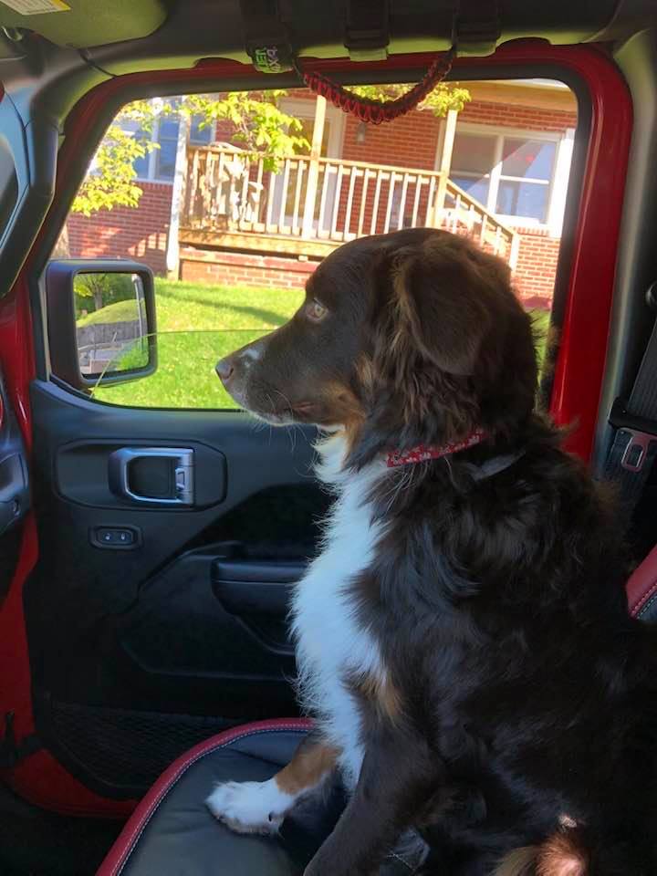 Jeep Gladiator Glad(iator) Dogs! Let's see 'em! 7BBEF063-EC9A-41E3-B7E2-29FF330BD280