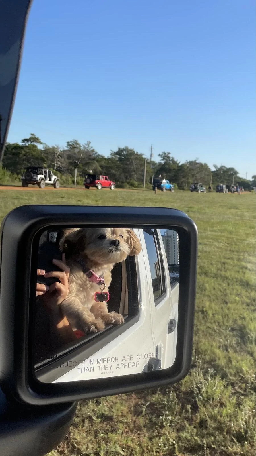 Jeep Gladiator Show me your furry Co-Pilots. CA4F2BF9-A8EB-460A-97D8-223D45EA258A