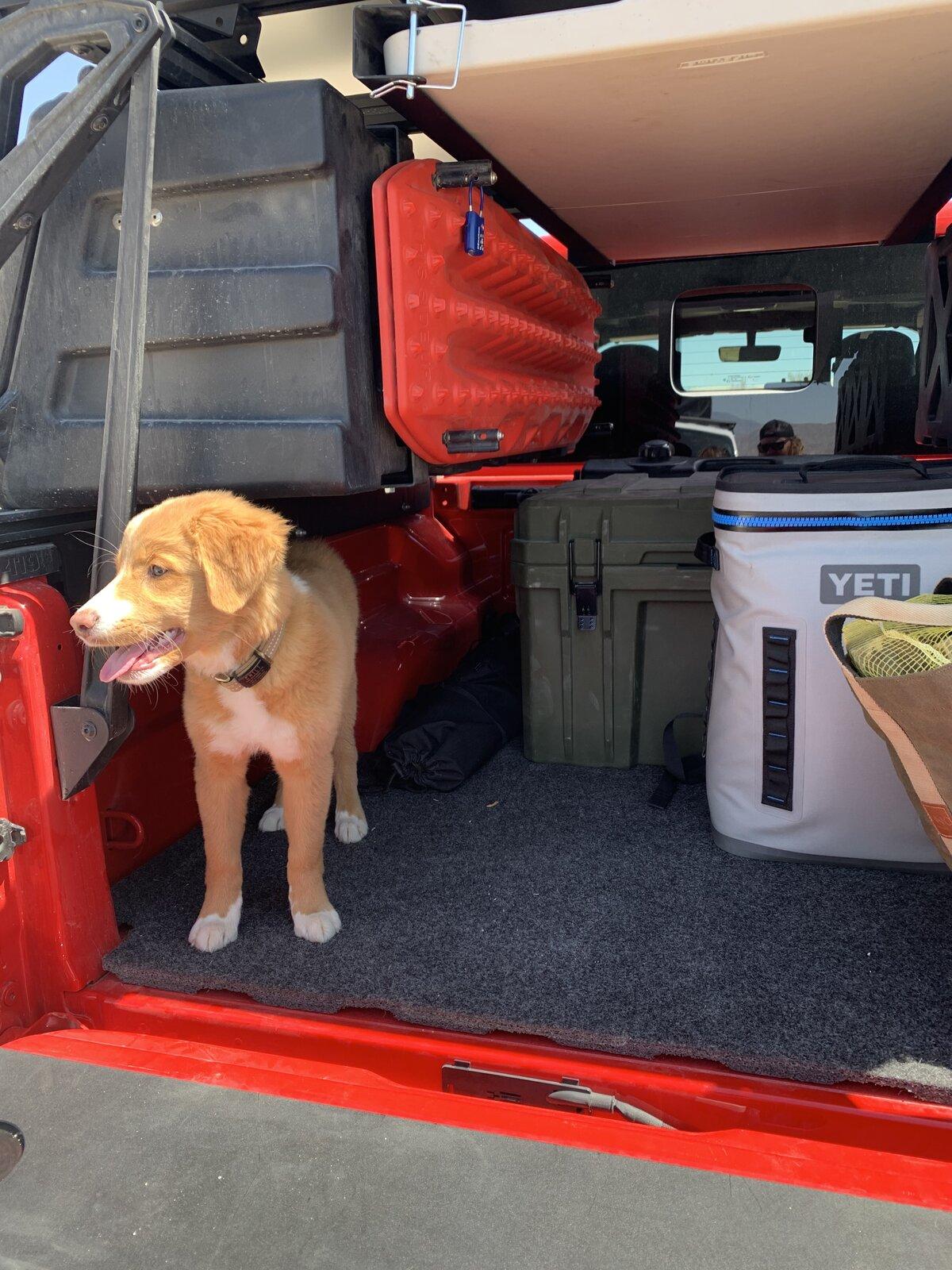 Jeep Gladiator Show me your furry Co-Pilots. IMG_6575