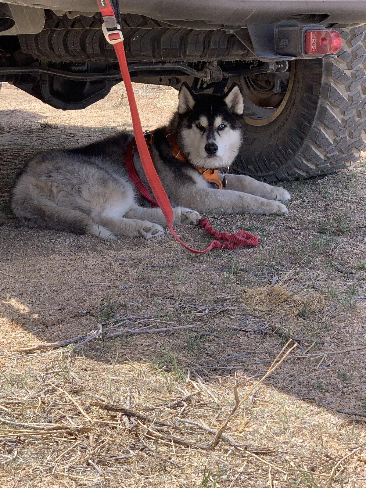 Jeep Gladiator Show me your furry Co-Pilots. IMG_6194