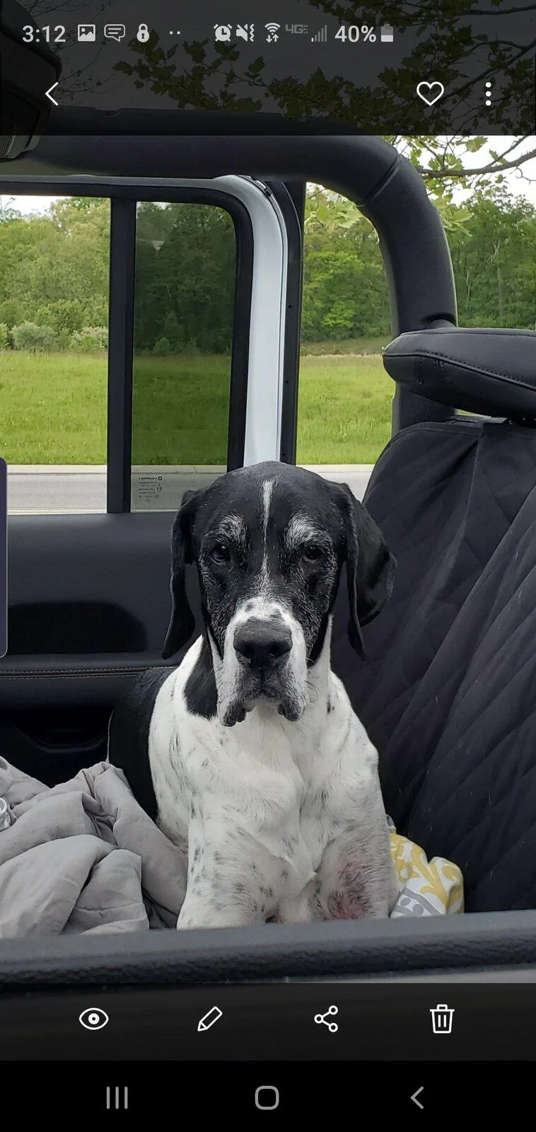 Jeep Gladiator Show me your furry Co-Pilots. Screenshot_20210515-151224_Gallery
