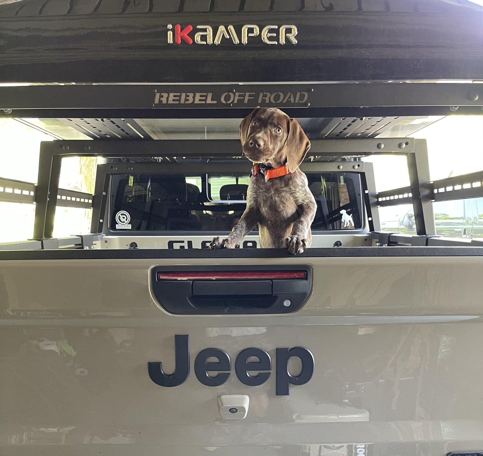 Jeep Gladiator Show me your furry Co-Pilots. 87559463-D079-4847-B9CD-DFB59C22C93A
