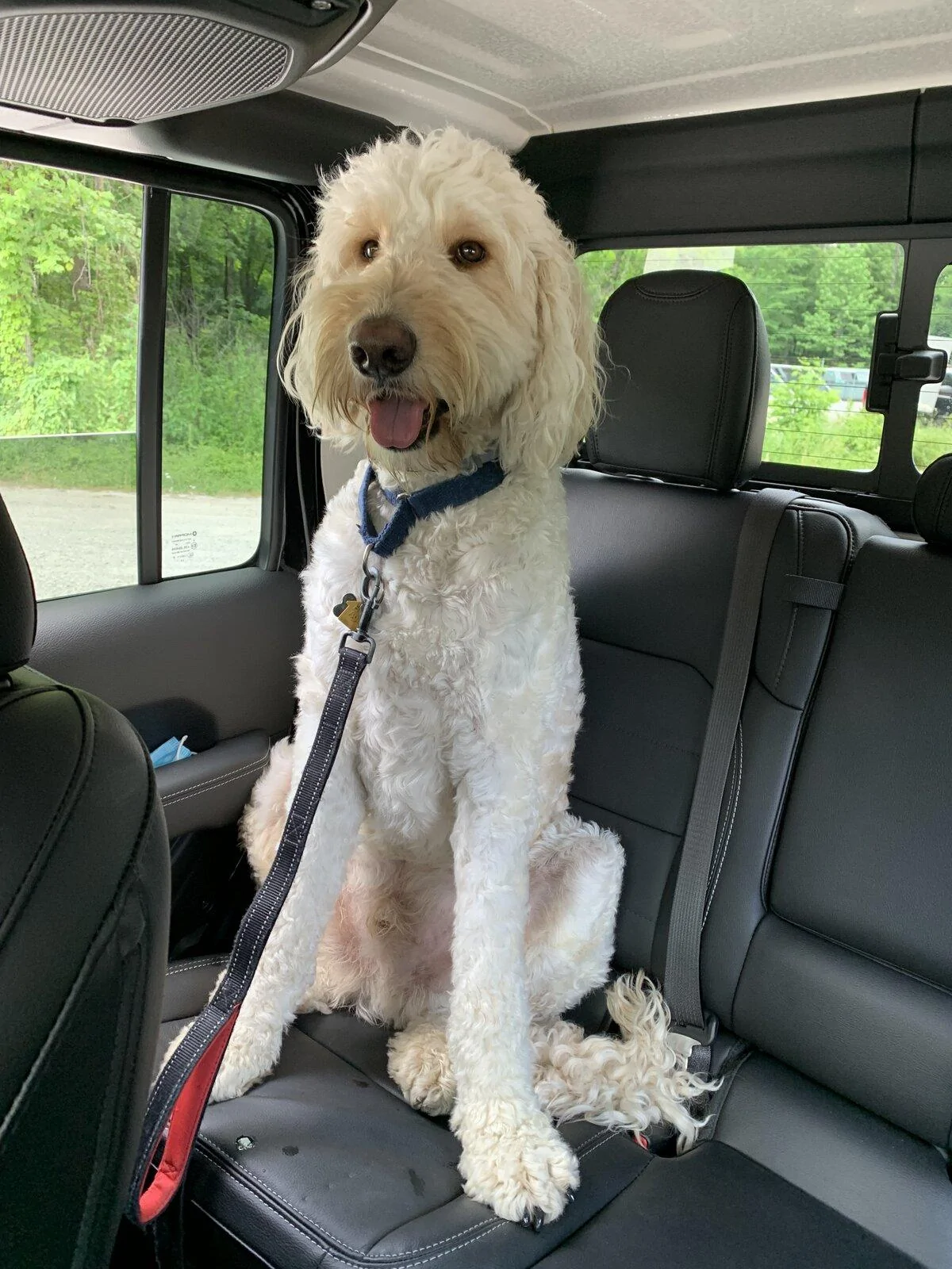 Jeep Gladiator Show me your furry Co-Pilots. 874AF6AF-CD4B-45E1-BC61-84D223F86BBA
