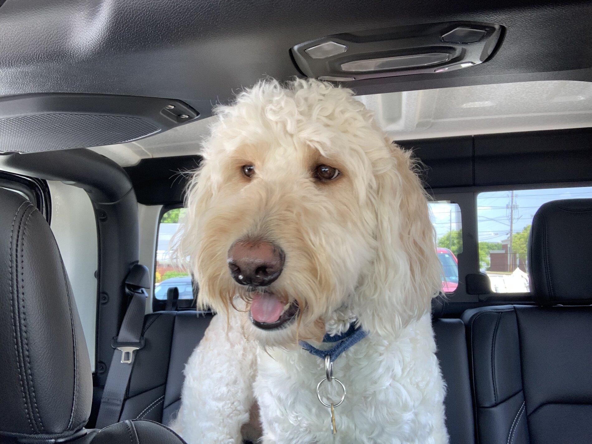 Jeep Gladiator Show me your furry Co-Pilots. B55BD5ED-568E-4C36-BBC7-B6281EF3AC8E