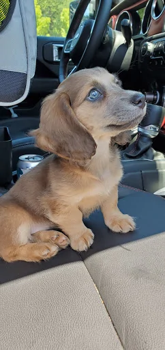 Jeep Gladiator Glad(iator) Dogs! Let's see 'em! penny1