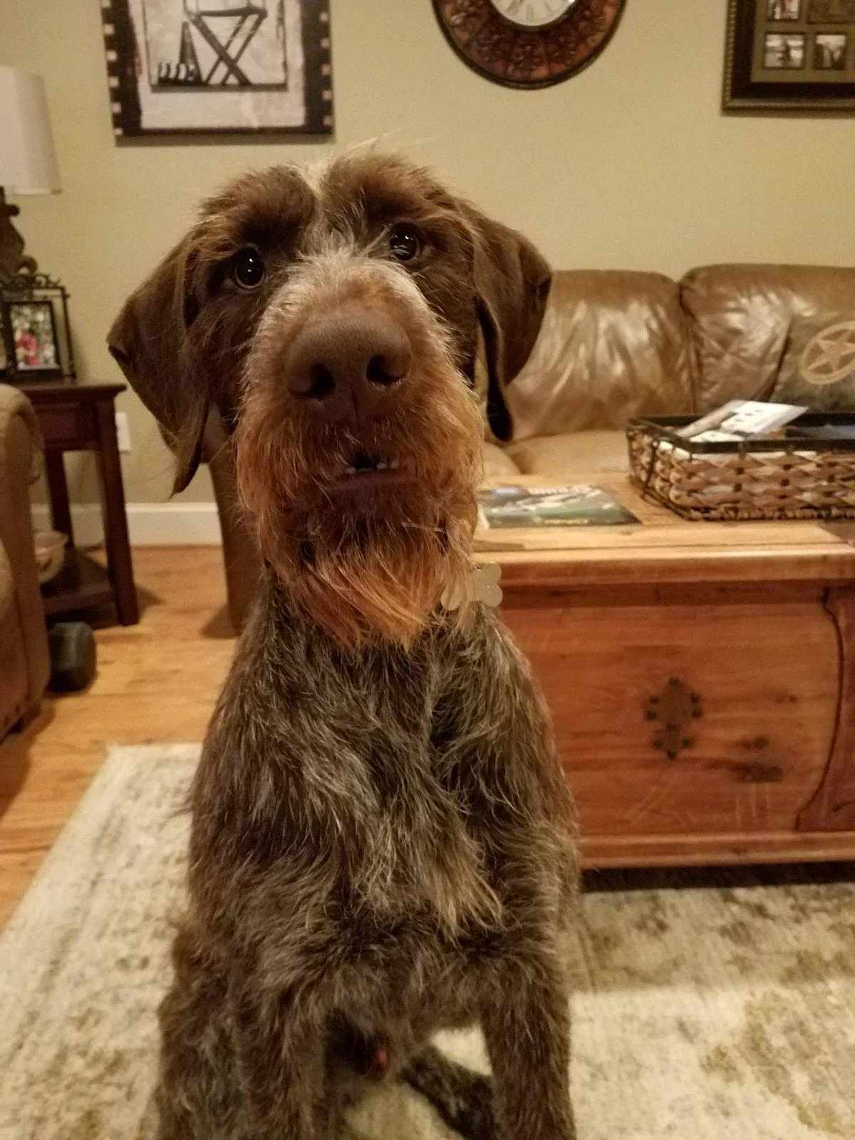 Jeep Gladiator Let’s see your pets cause they are the best companion you can have!!!!! scoutbeard