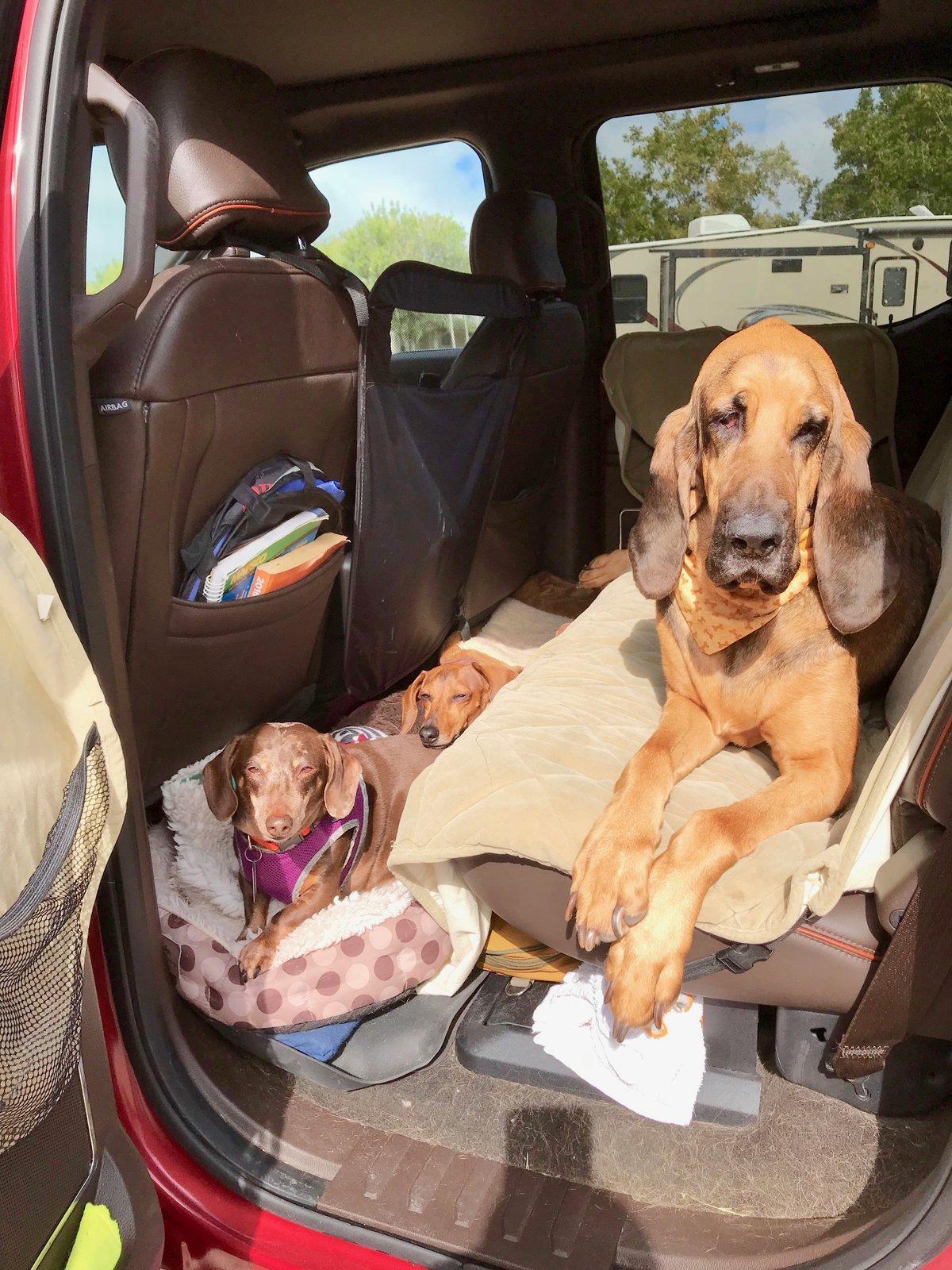 Jeep Gladiator Let’s see your pets cause they are the best companion you can have!!!!! IMG_1212 2
