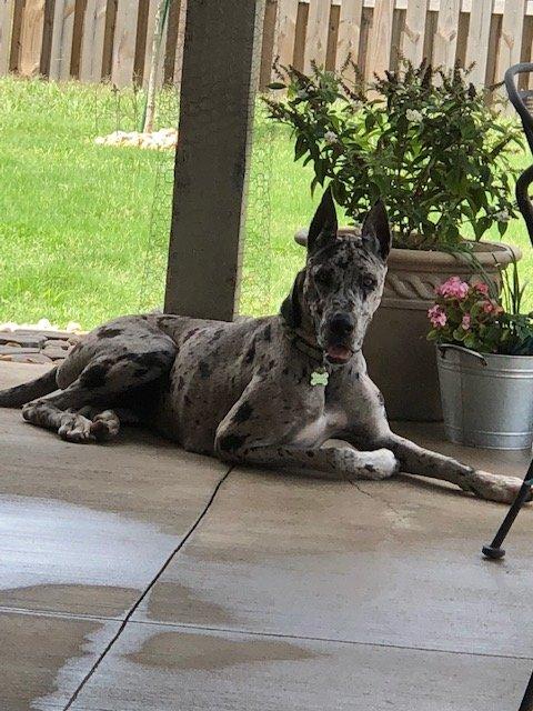 Jeep Gladiator Let’s see your pets cause they are the best companion you can have!!!!! Remi