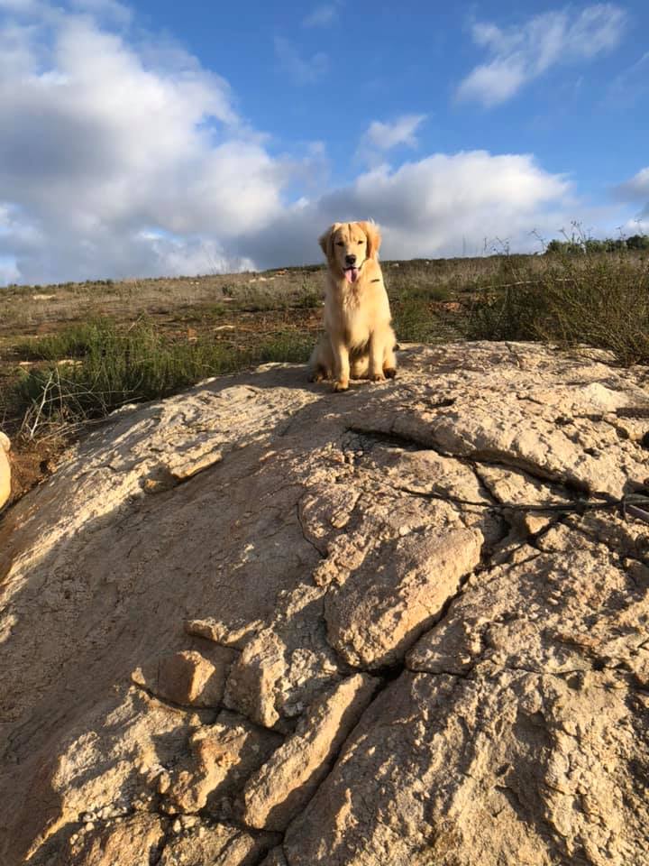 Jeep Gladiator Let’s see your pets cause they are the best companion you can have!!!!! 48429153_10215799151589732_3367895736120246272_n