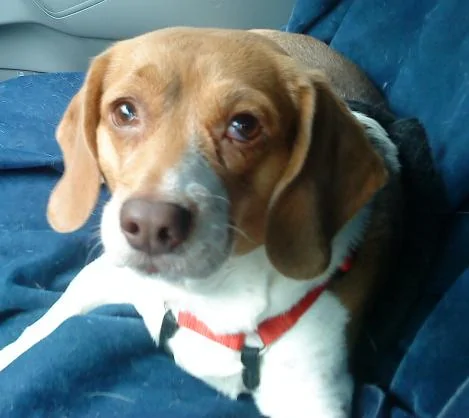 Jeep Gladiator Let’s see your pets cause they are the best companion you can have!!!!! dsc00019