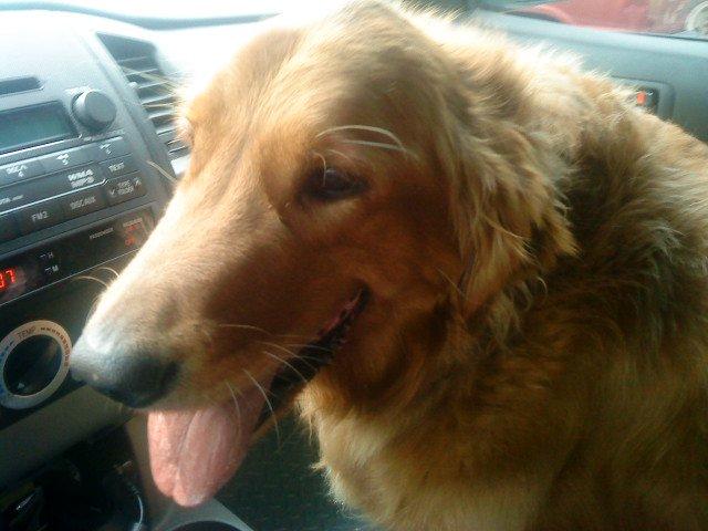 Jeep Gladiator Let’s see your pets cause they are the best companion you can have!!!!! dsc00040