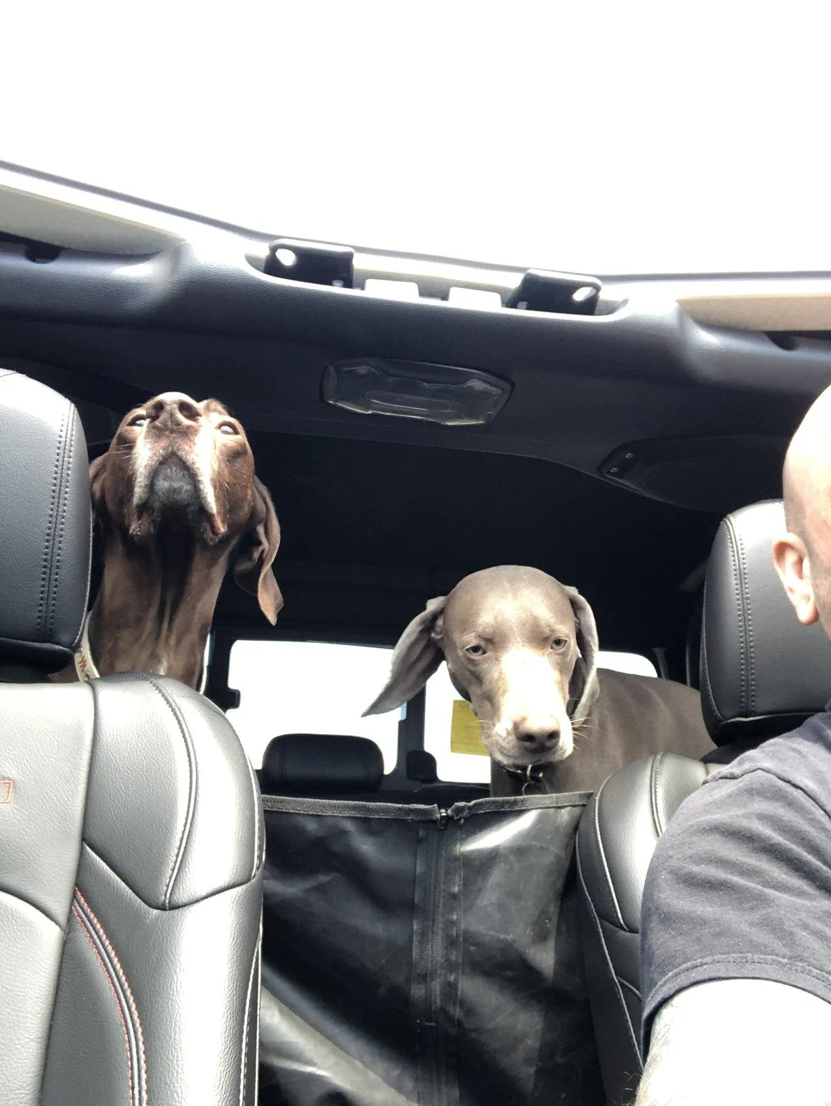 Jeep Gladiator Let’s see your pets cause they are the best companion you can have!!!!! BD82FC15-B6AB-4256-BCBD-9168A5E50FEF