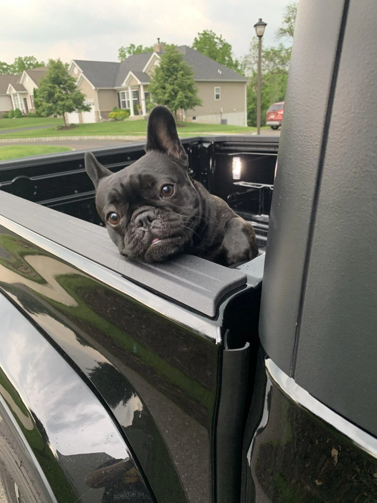 Jeep Gladiator Let’s see your pets cause they are the best companion you can have!!!!! 3A96C055-4261-4FCF-91BE-E7F7B2BEF867
