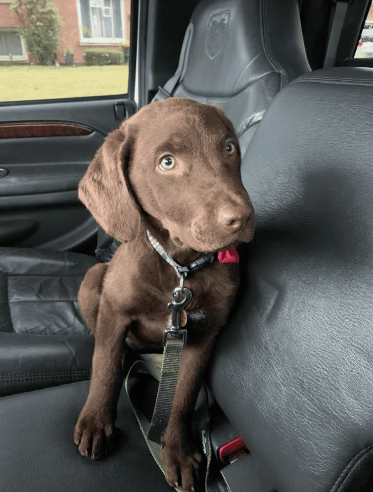 Jeep Gladiator Show me your furry Co-Pilots. 1622990459864